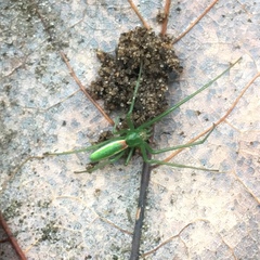 Tetragnatha viridis