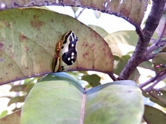 Heterixalus variabilis