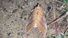 Euhampsonia cristata