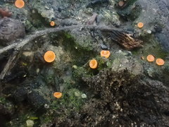 Pulvinula archeri