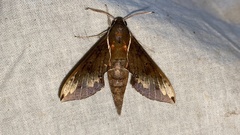Rhagastis mongoliana