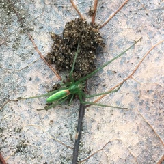 Tetragnatha viridis