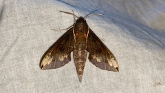 Rhagastis mongoliana