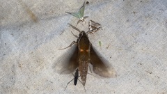 Rhagastis mongoliana