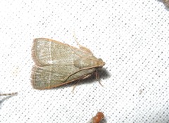 Hypsopygia nonusalis