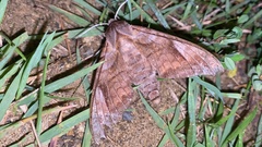 Phyllosphingia dissimilis