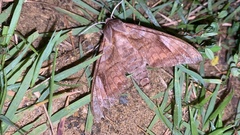 Phyllosphingia dissimilis