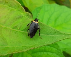 Hemithyrsocera palliata