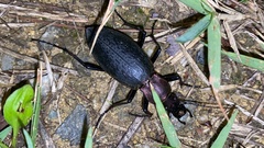Carabus jankowskii
