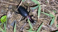 Carabus jankowskii