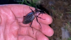 Carabus jankowskii