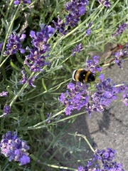 Bombus