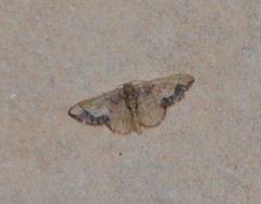 Idaea kendallaria
