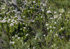 Leucopogon florulentus