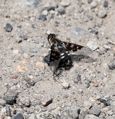 Exoprosopa dorcadion