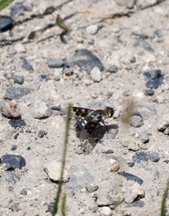 Exoprosopa dorcadion