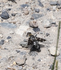 Exoprosopa dorcadion