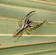 Hentzia grenada