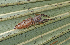 Hentzia grenada