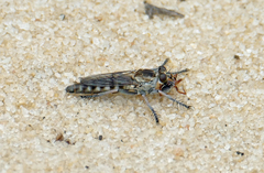 Stichopogon abdominalis
