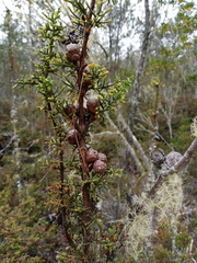 Cupressus pygmaea