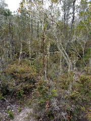 Cupressus pygmaea