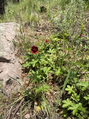 Potentilla thurberi