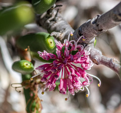 Hakea clavata