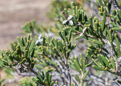 Hakea clavata