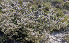 Adenanthos sericeus sphalma