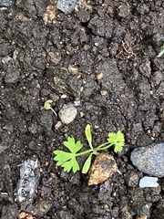 Eryngium foetidum