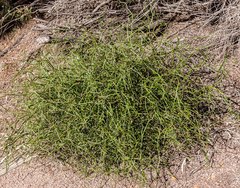 Platysace compressa