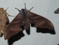 Marumba nympha