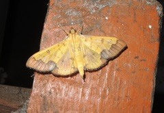 Meroctena tullalis