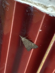 Hypena humuli