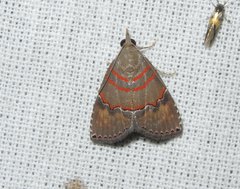 Nolasena ferrifervens