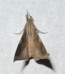 Oxyodes scrobiculata