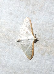 Palpita annulifer