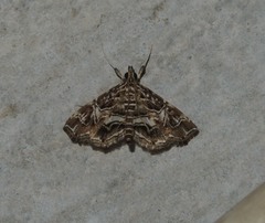 Paracymoriza vagalis