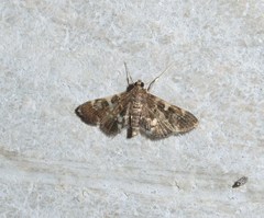 Piletocera sodalis