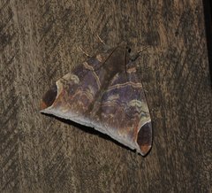 Pindara illibata