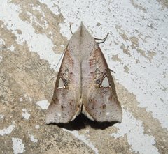 Pterogonia episcopalis