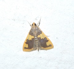 Rehimena phrynealis