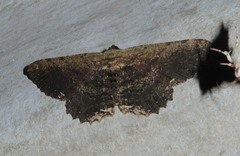 Ruttellerona pseudocessaria