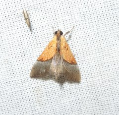 Sagariphora magnificalis