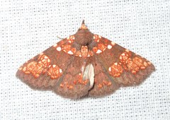 Saroba pustulifera