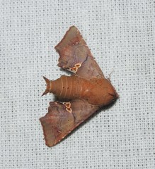 Targallodes vittalba