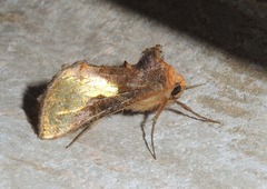 Thysanoplusia intermixta