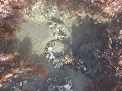 Anthopleura elegantissima