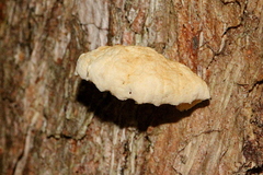 Campanella tristis
